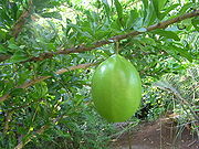 jamblang
