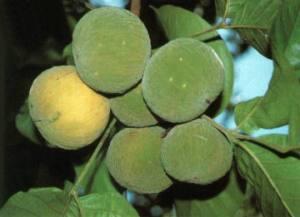 khozonk